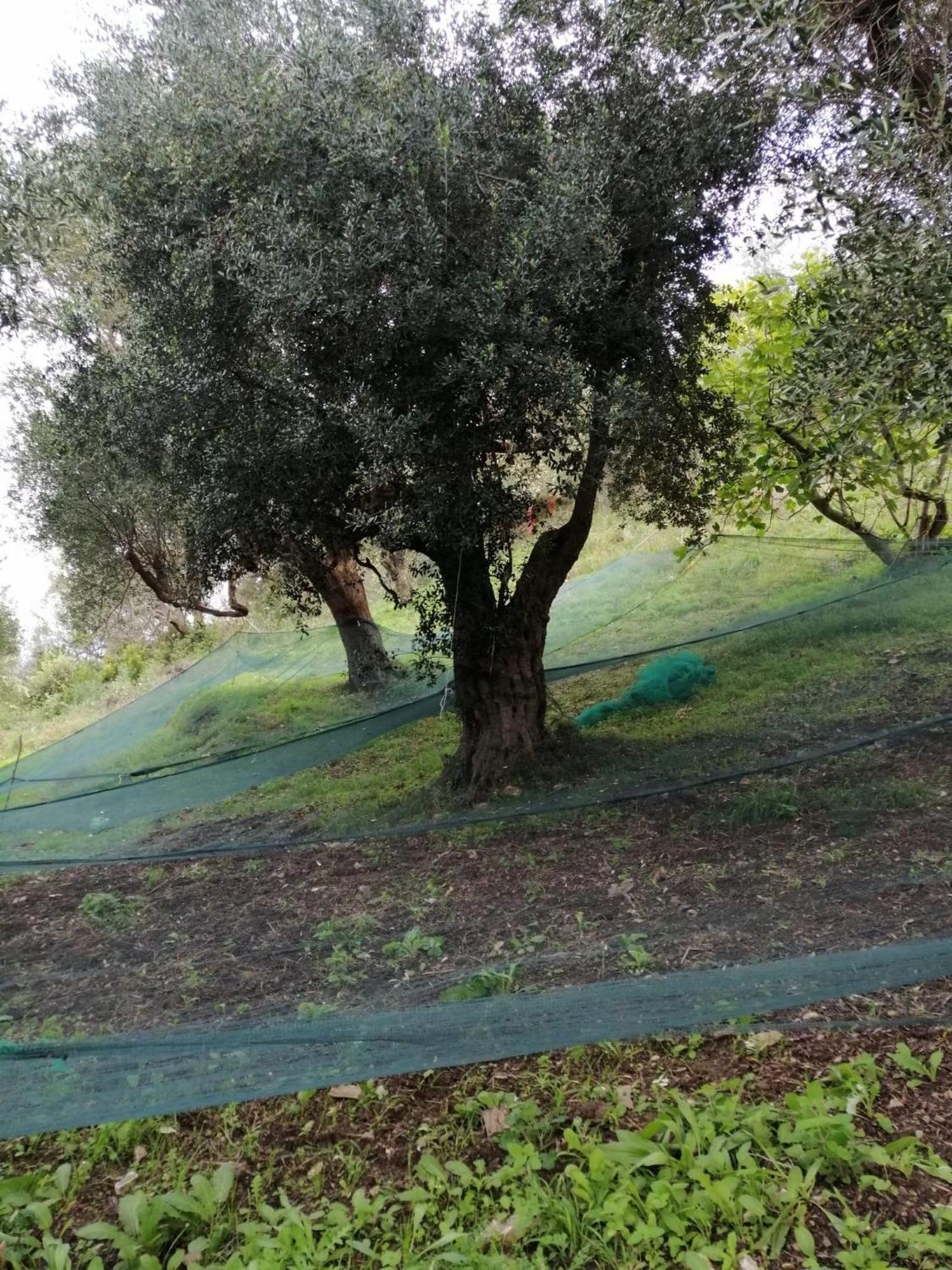 Corte Degli Ulivi Terradura Exteriér fotografie